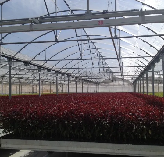 Invernadero multicapilla de techo curvo